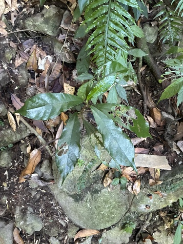 Ficus formosana observed 2026-09-28
