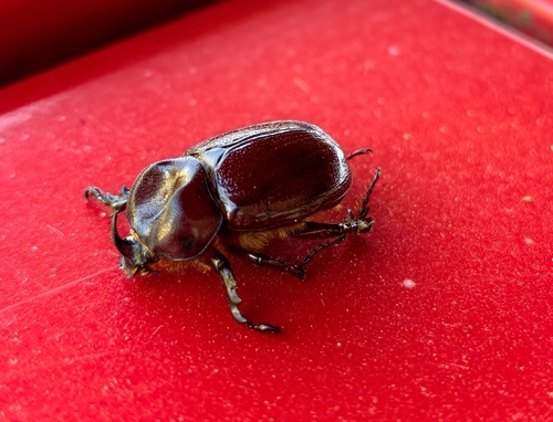 Phyllognathus excavatus