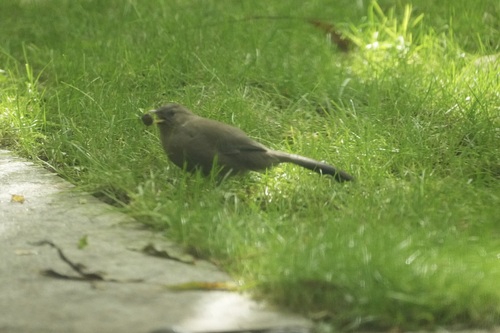 Pere David's Laughingthrush
