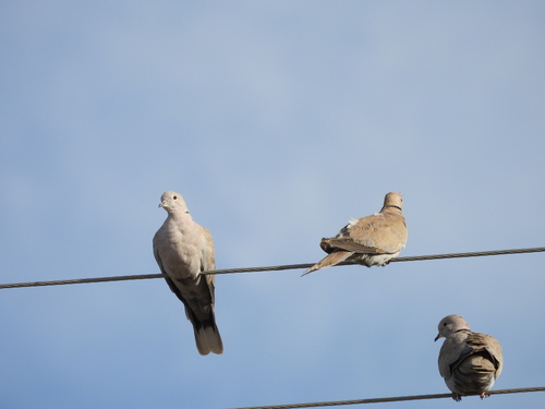 Eurasian Collared-Dove