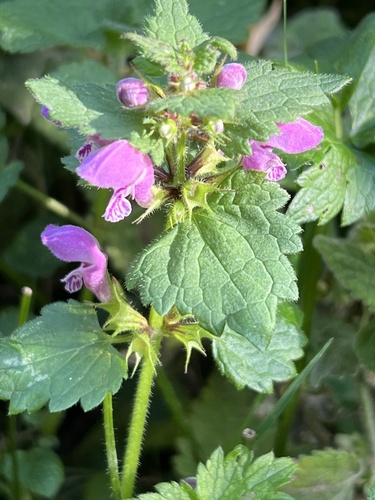 Spotted deadnettle