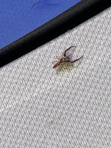 Common Hentz Jumping Spider