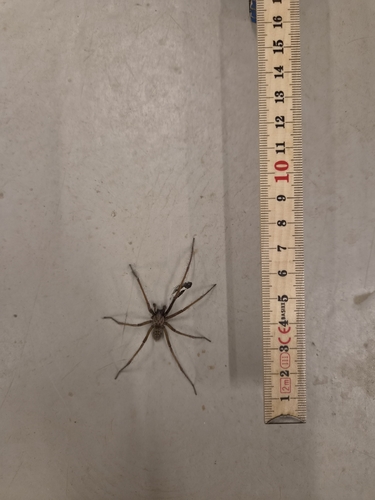Giant House Spider
