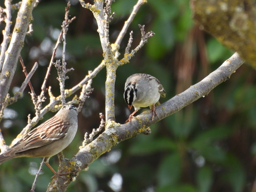 White-crowned Sparrow
