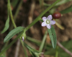 Convolvulus simulans