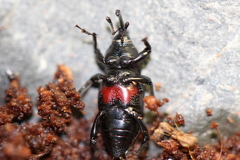 Sphenophorus costipennis