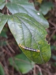 Heterolocha
