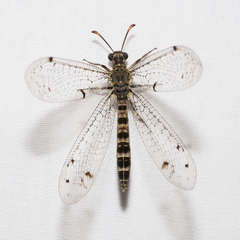 Bandidus breviusculus