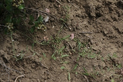 Convolvulus simulans