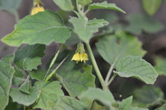Physalis heterophylla
