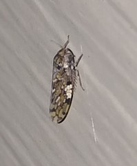 Xestocephalus tessellatus
