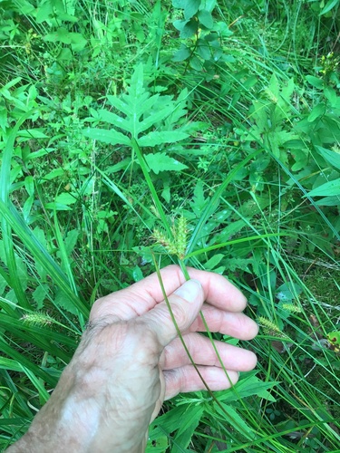 Carex baileyi observed 2026-08-12