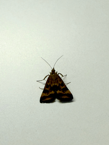 Straw-barred Pearl