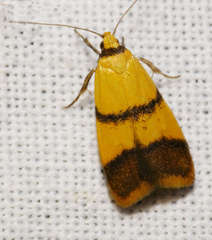 Heteroteucha translatella