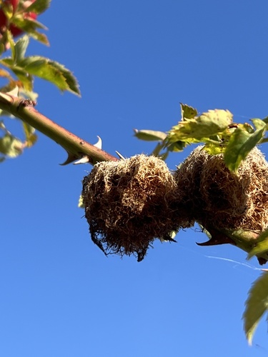 Mossy Rose Gall Wasp