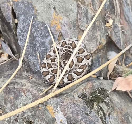Northern Pacific Rattlesnake