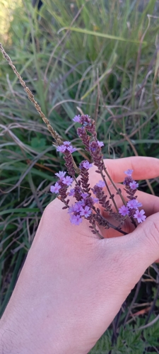 Verbena intermedia