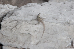 Sceloporus parvus
