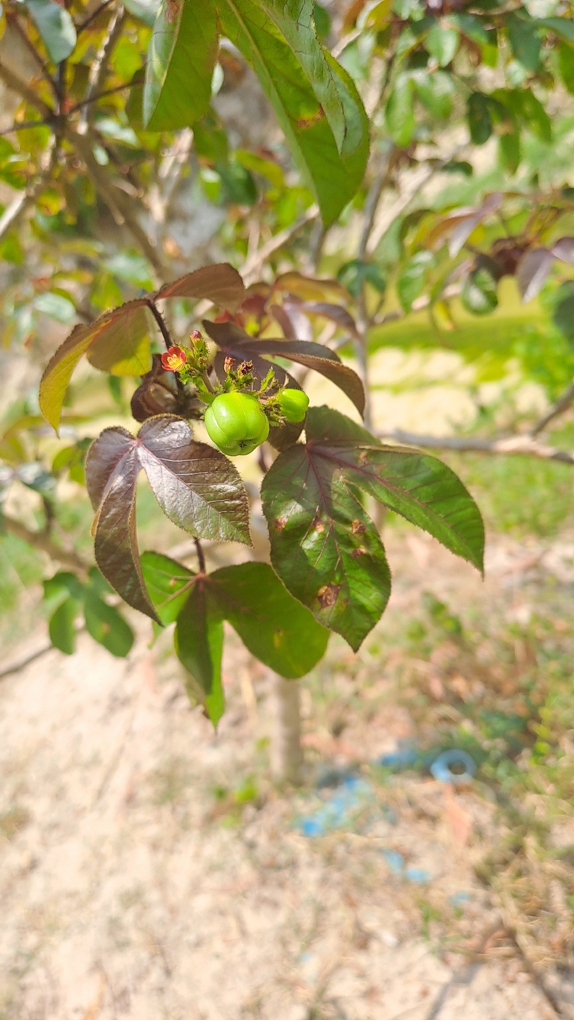 Jatropha gossypiifolia — ảnh 2