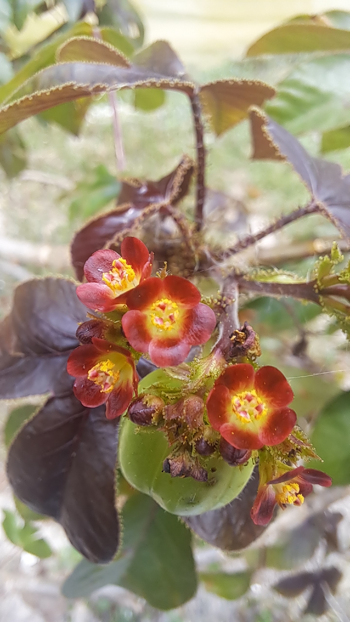 Jatropha gossypiifolia — ảnh 3