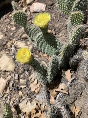 Opuntia polyacantha juniperina