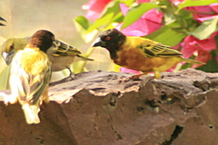 Ploceus jacksoni