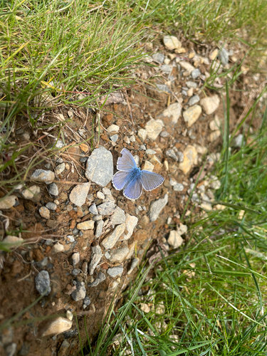 Common Blue