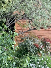 Zonotrichia leucophrys