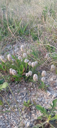 Senega aspalatha