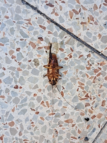 American Cockroach