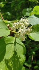 Cornus sericea sericea