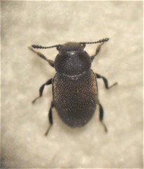 Hyphalus wisei