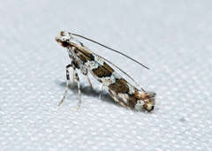Acrocercops irrorata