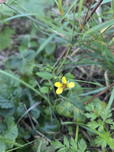Wood Avens