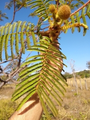 Mimosa claussenii