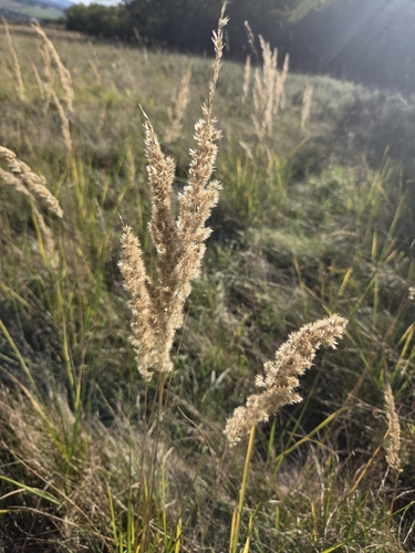Bushgrass