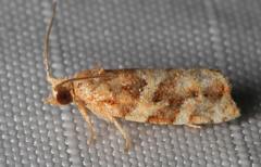 Argyrotaenia tabulana
