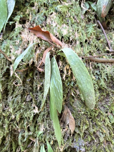 Antrophyum observed 2026-09-27