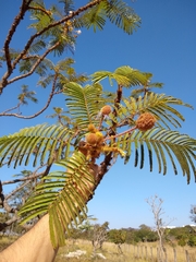 Mimosa claussenii
