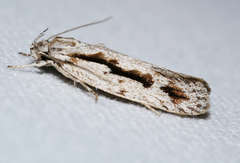 Eulechria xeropterella