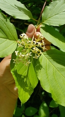 Cornus sericea sericea