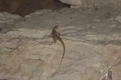 Sceloporus parvus