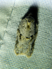 Acleris placidana