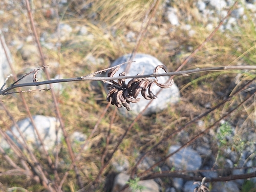 Indigofera suffruticosa observed 2026-09-28