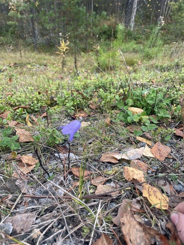 Common Harebell