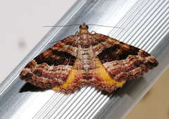 Chrysolarentia cydalima