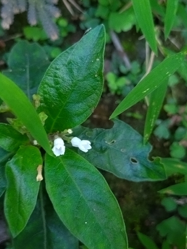 Ophiorrhiza observed 2026-09-27