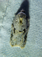 Acleris placidana