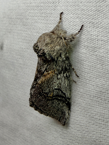 Astiptodonta Aonides