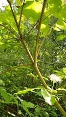 Cornus sericea sericea